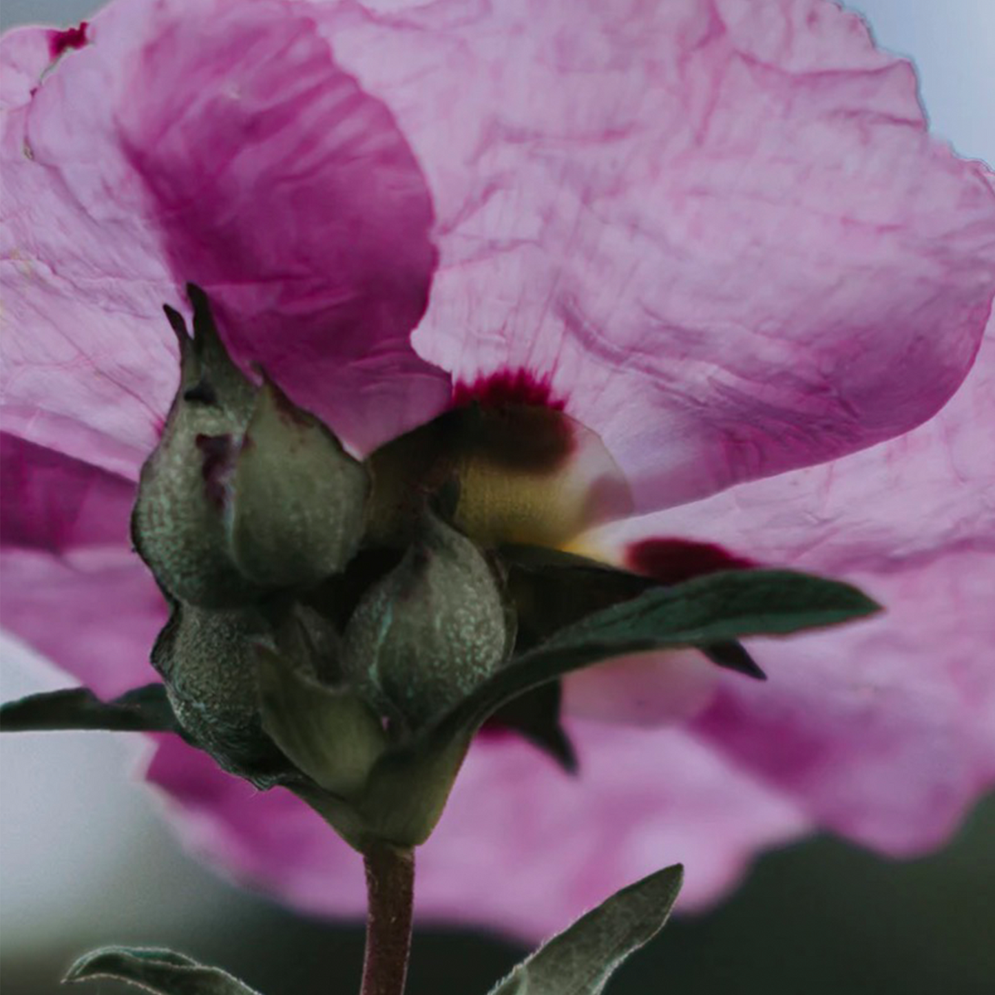 Queen Anne Rock Rose